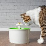 PETSPRINGLE