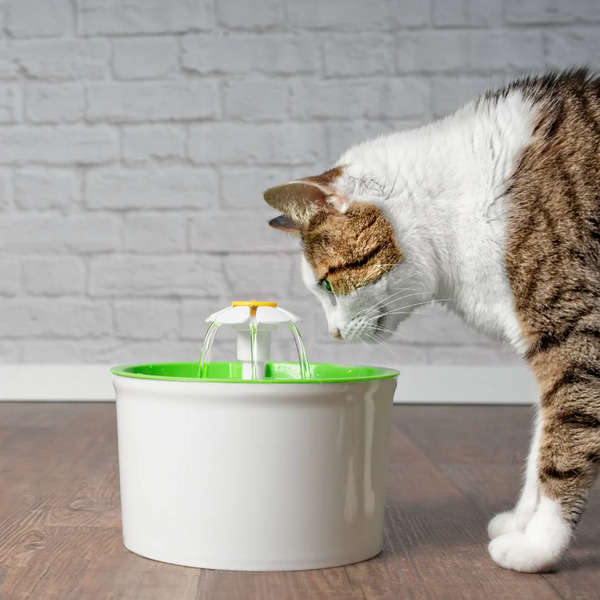 PETSPRINGLE
